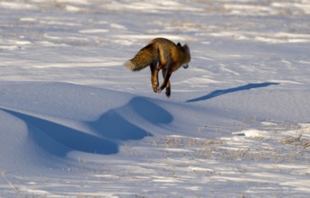 Wild Red Fox in Northern Canada Saskatchewan