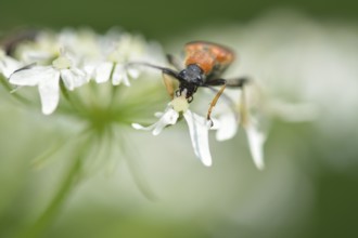 Longhorn beetle on a flower