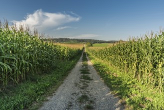 A country lane leads through corn fields, landscape in the Swiss canton of Thurgau in summer,