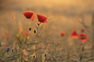 Poppies in the field at sunrise