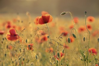 Poppies in the field at sunrise