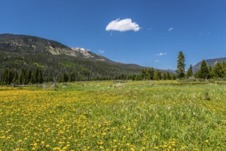 The hiking trail to Never Summer Ranch in the Rocky Mountains National Park in the USA. In summer