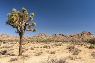 Great desert landscape in Joshua Tree National Park, USA, North America
