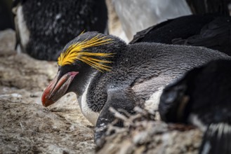 Golden crested penguin (Eudyptes chrysolophus), also macaroni penguin, Pebble Island, Falkland