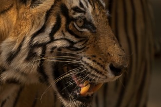 Head shot of a Bengal tiger in Ranthambhore national park in India