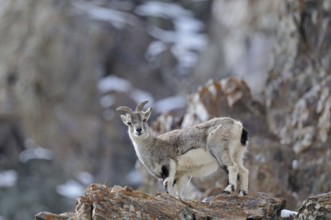Bharal or Himalayan blue sheep or naur, Pseudois nayaur, at a rocky ledge in Hemis national park,