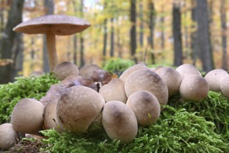 Birnenstäubling, Birnenbovist (Apioperdon pyriforme), Lower Franconia, Bavaria, Germany, Europe