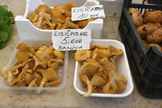 Chanterelles at the market (Cantharellus cibarius), Croatia, Europe