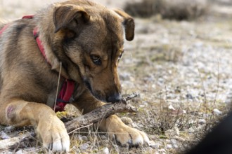 Portrait of a dog lying in nature with a stick watching and protecting the stick from being taken