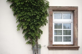 The nostalgic wooden window of a heritage-protected house with a tied bush