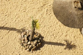 Aerial view and top view of a sandy beach with a parasol and a palm tree
