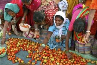 Women buying tomatoes, haat bazaar, bastar, chhattisgarh, india, asia