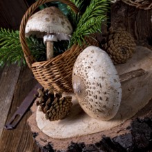 Parasol mushroom (Macrolepiota procera or Lepiota procera)