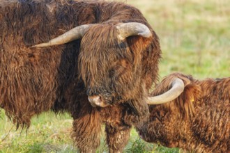 Two Highland cattle standing close together in the meadow, Velen, Münsterland, North