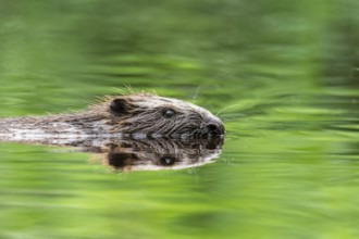 Eurasian beaver (Castor fibre) swimming in the green reflecting forest lake, Schlüchtsee, Black