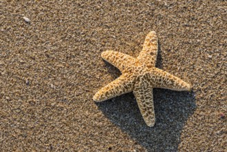 Sunrise on the beach. Starfish