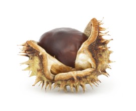 Chestnuts with shell white isolated