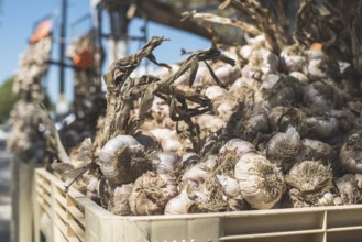 Braided dry garlic on the market in France. Close up