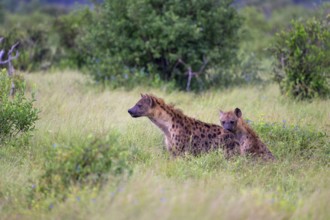 Two Spotted Hyenas in Tsavo East National Park, Kenya, Africa, Kenya, Africa