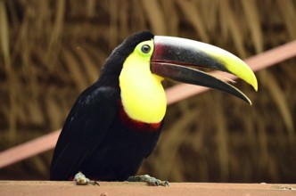 Toucan, Costa Rica, Central America