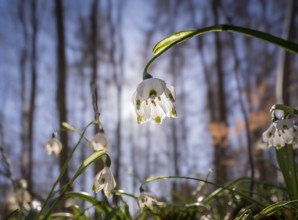 Spring snowflake (Leucojum vernum), spring knot flower, Amaryllis family (Amaryllidaceae), blooming