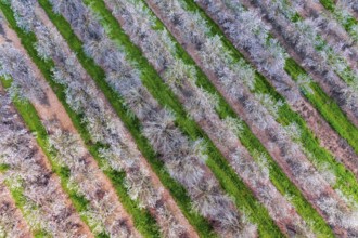 Shooting from a drone, from a bird's eye view. Huge flowering almond grove. Israel. Trees blooming