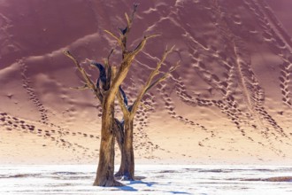 The slopes of the giant dune are covered with footprints of tourists. Namib Desert. The bottom of