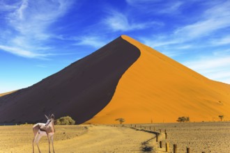 Sunset in the Namib Desert, the oldest in the world. African antelope Impala standing at the road.
