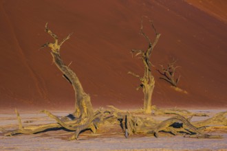 The long shadows of the evening sunset. The bottom of dry lake with dry trees. Namib-Naukluft