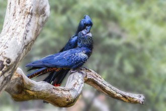 Kiss. Gentle couple. Pair of bright parrots gently kissing on a branch. Budgerigars are small,