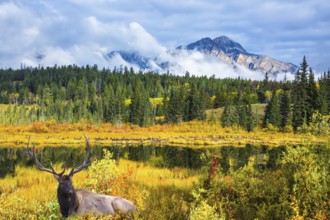 Red deer with branched antlers resting at the lake. Warm autumn day in Jasper Park, Canadian