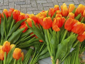 Wooden tulips in the shop in Volendam. Volendam is a town in North Holland, 20 kilometres north of