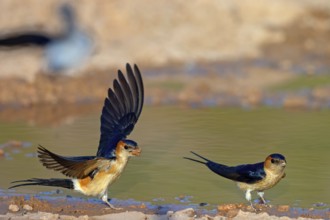 Red-rumped swallow (Hirundo daurica), Lesbos Island, Greece, Europsa, Europe
