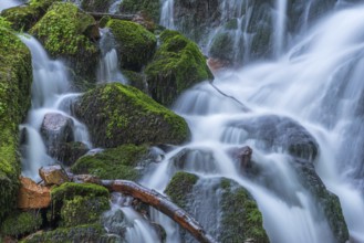 Fresh and beautiful waterfalls in a mountain torrent in spring. La Serva, Champ du feu, Vosges,
