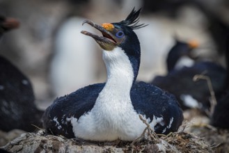 Blue-eyed Cormorant (Phalacrocorax atriceps) on its nest, also Imperial shag, Pebble Island,