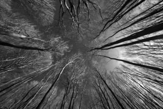 Primeval forest Urwald Sababurg, Hofgeismar, Weser Uplands, Weserbergland, Hesse, Germany, Europe