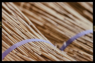 Processing of reed for thatching