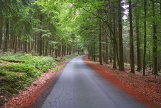 Harz magic mountains forest in Germany