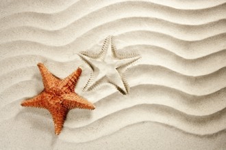Beach white wavy sand with starfish such a summer vacation symbol