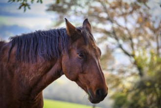 A view of a beautiful horse in nature in the background a pasture