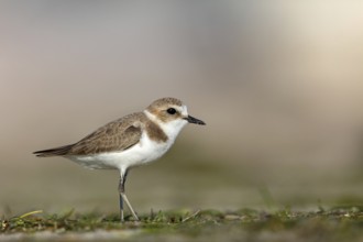 Animals, birds, plover, Kentish plover, (Charadrius alexandrinus), biotope, habitat, foraging, Barr