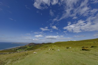 Hilly landscape with green meadows, sheep and stone wall, dry stone wall on the edge of Snowdonia