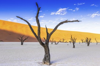 Deadvlei in the Namib-Naukluft National Park, Namibia, Africa
