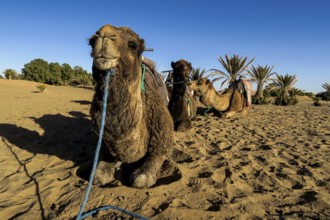 Camel in the desert,, CONTINENT_
