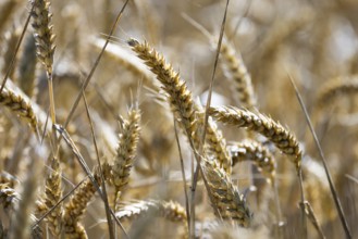 Close-up of ripe, golden ears of wheat showing the structural beauty of the grain, Coxhill,