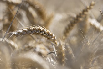 Close-up of ears of wheat in a large, blurred wheat field in sunshine, Coxhill, Shepherdswell,