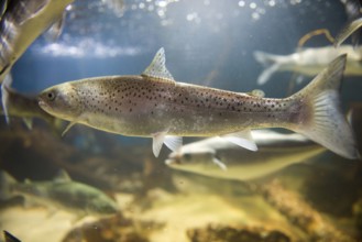 Lachs im Aquarium schwimmend / Salmon swimming in clear water in an aquarium seen from the side