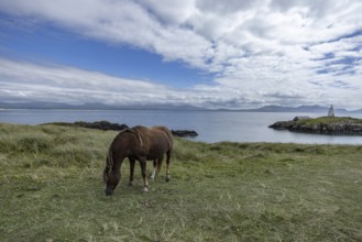 Brown horse grazing on a green meadow by the sea with Twr Mawr Lighthouse in the background, Ynys