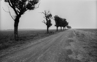 Germany, Neinstedt, 10.09.1991, gravel road, street trees, landscape near Thale / Harz, Europe