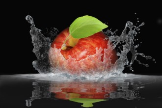 Fruit 453